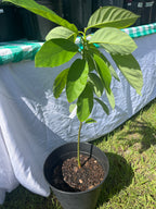 Florida Green Avocado