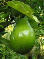 Florida Green Avocado