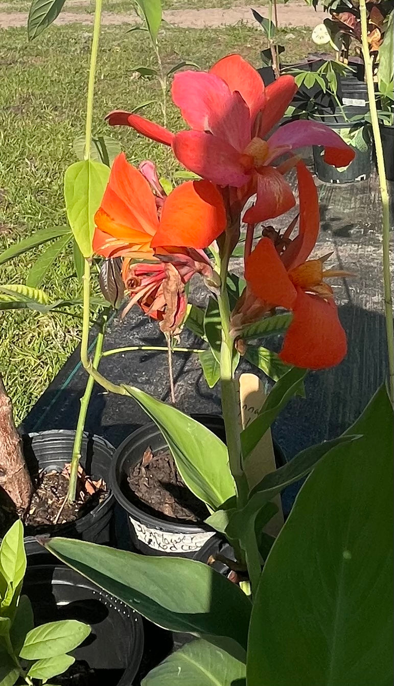 Canna Lilly (Orange)