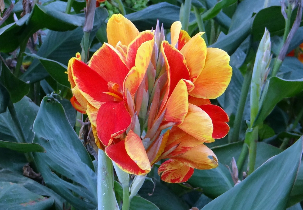 Canna Lilly (Orange)