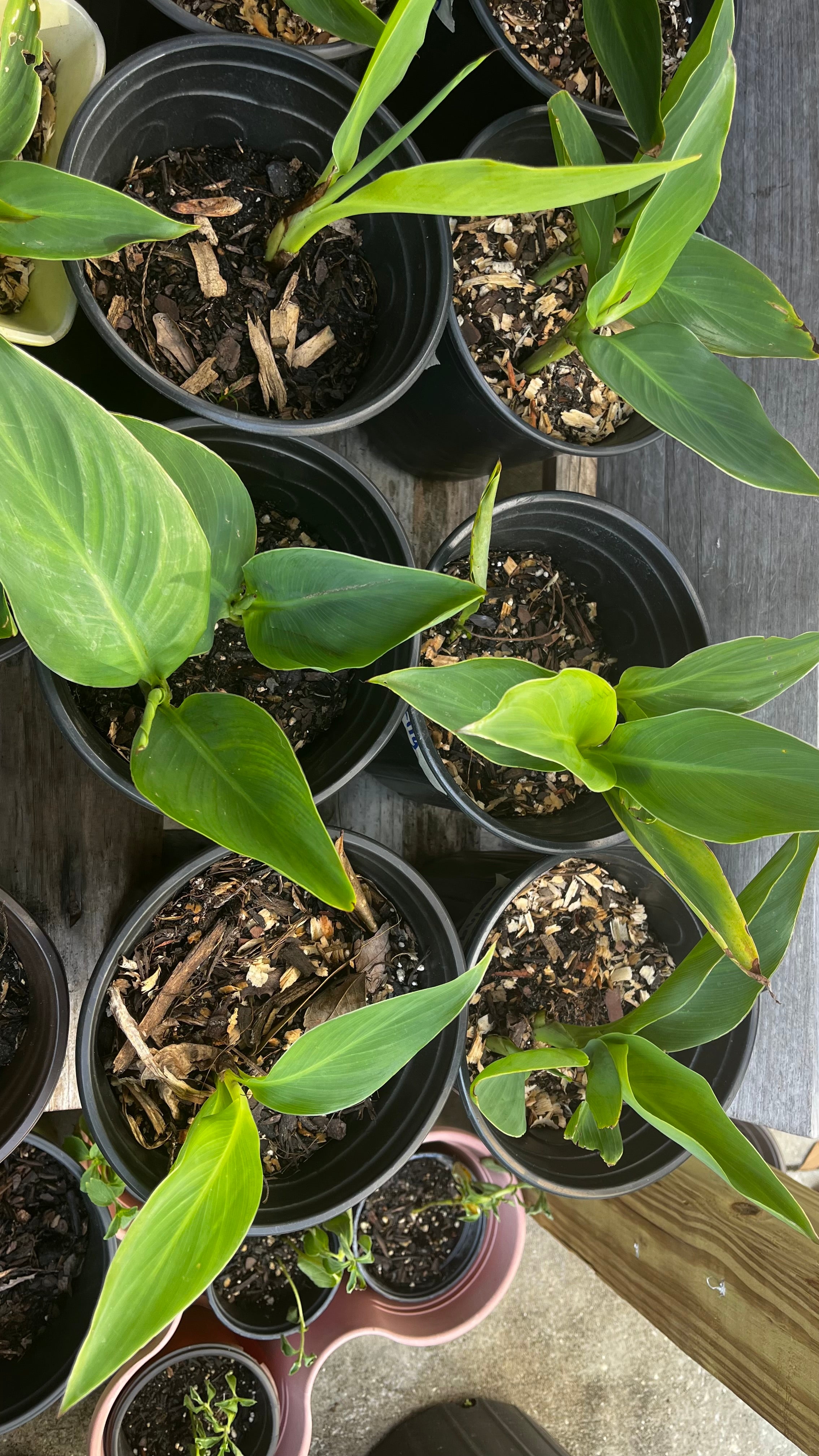 Canna Lilly (Orange)
