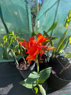 Canna Lilly (Orange)
