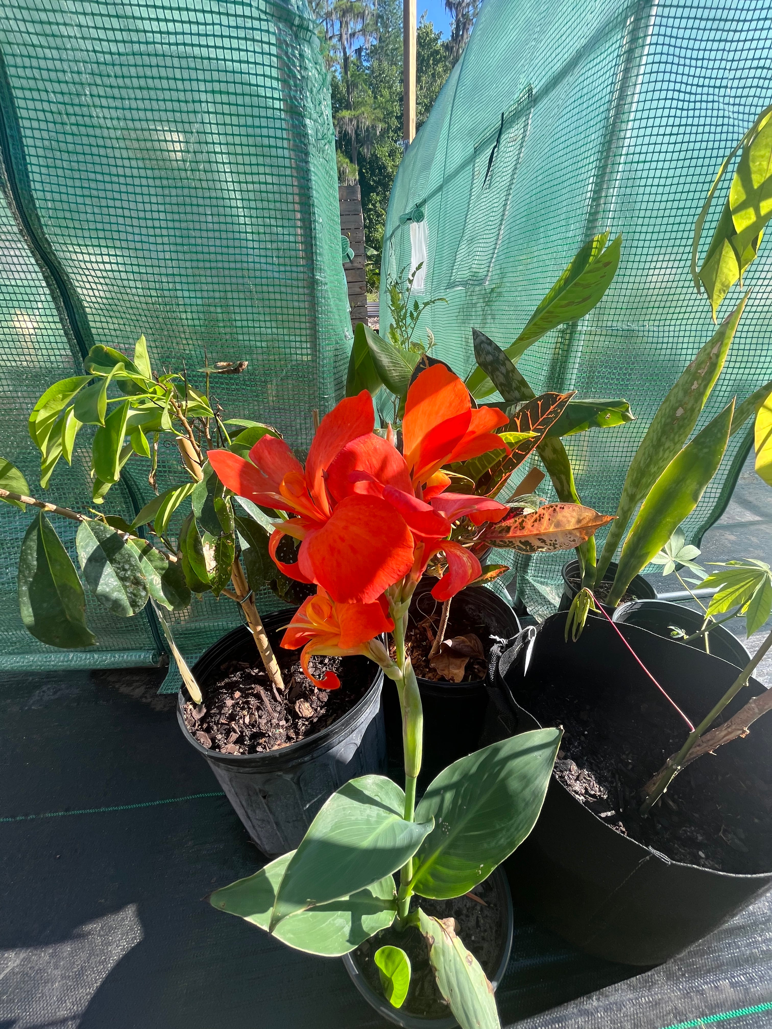 Canna Lilly (Orange)