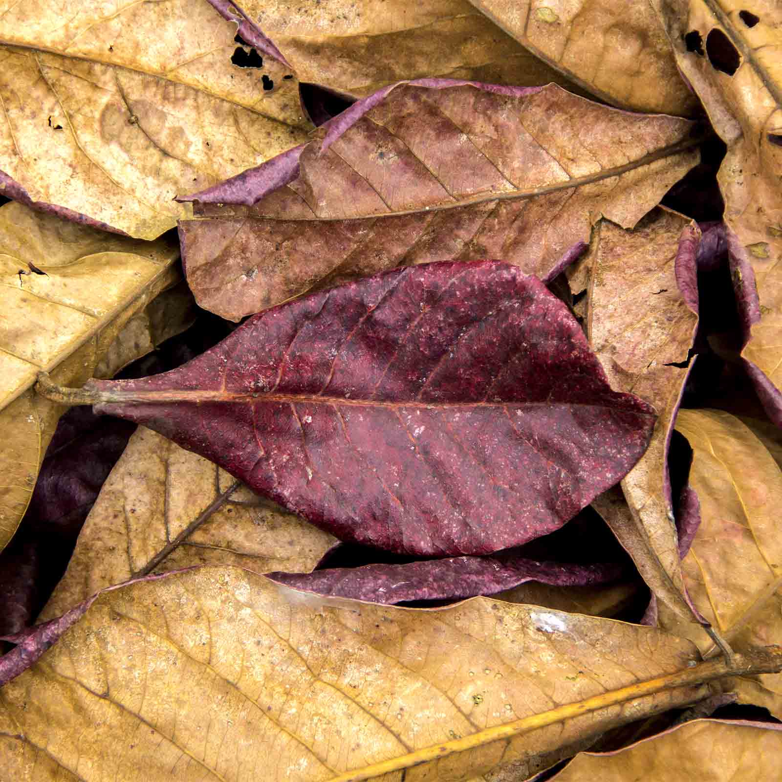 Dried Tropical Almond Leaves
