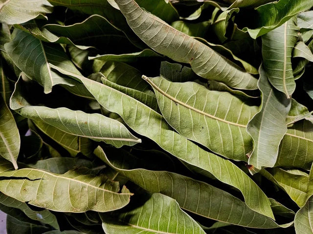 Dried Mango Leaves