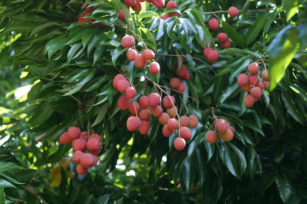 Lychee