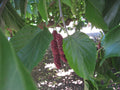 Mulberry Tree