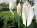 Peace Lilly