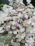 Pink Panther Plant