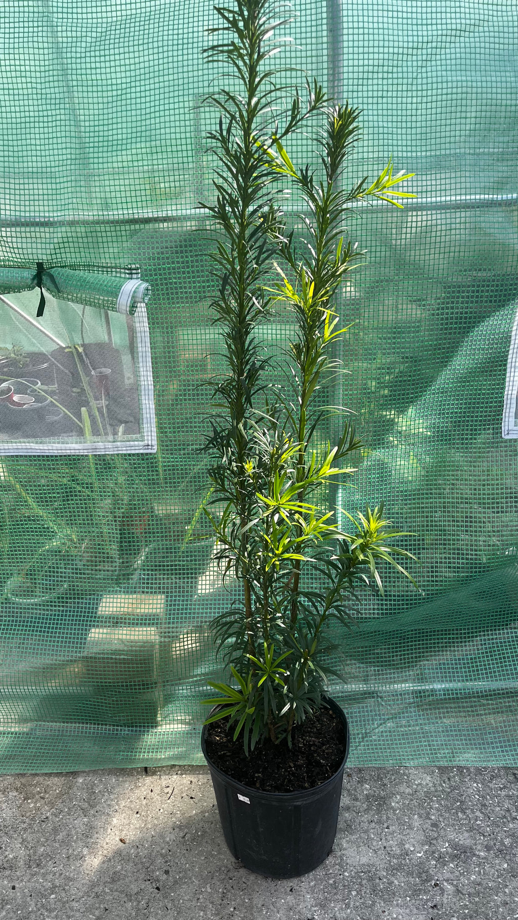 Podocarpus