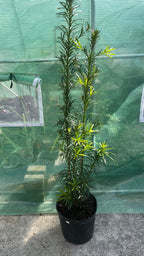 Podocarpus