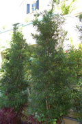 Podocarpus