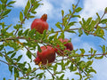 Pomegranate