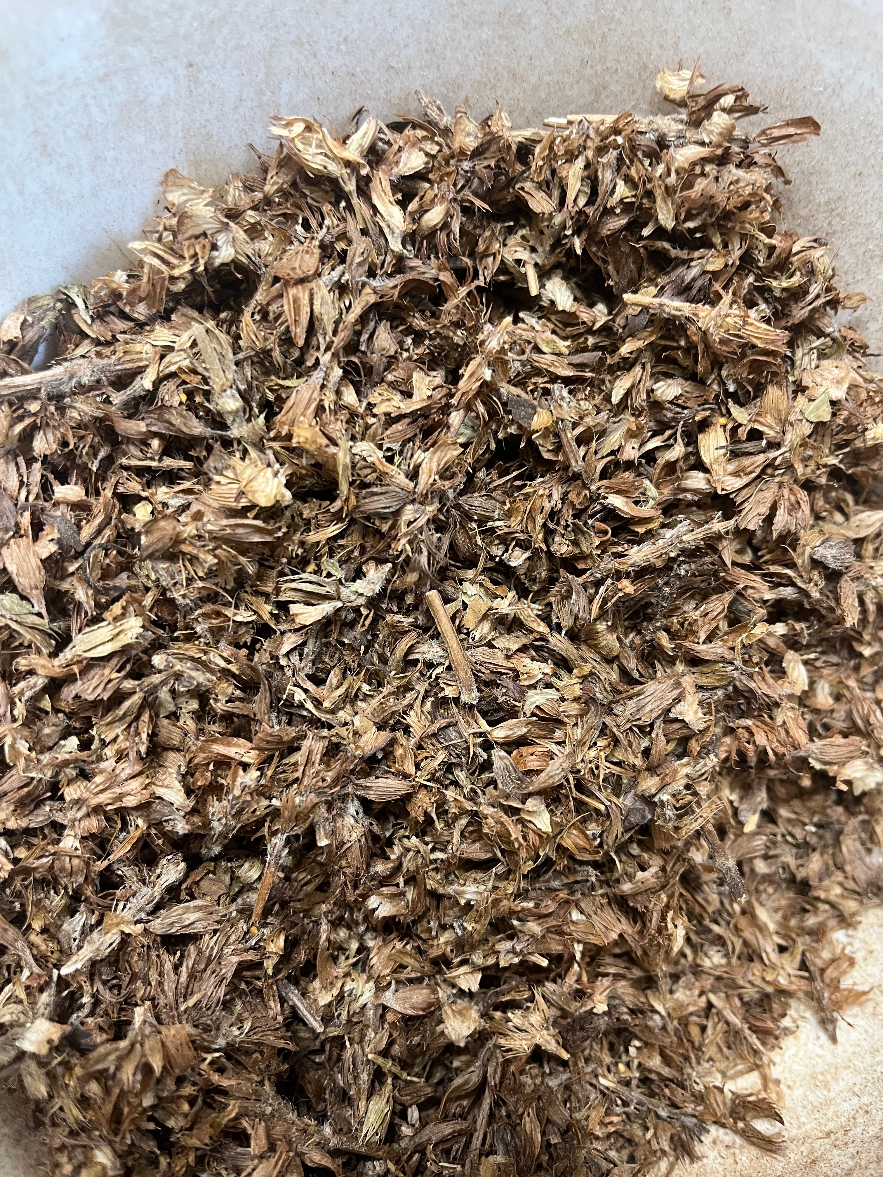 Ground Prunella Vulgaris