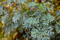 Ruda, Mexican Rue Herb