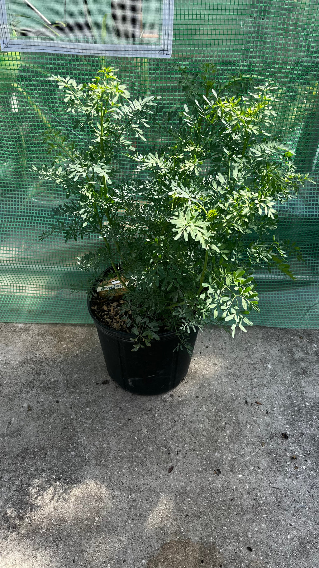 Ruda, Mexican Rue Herb