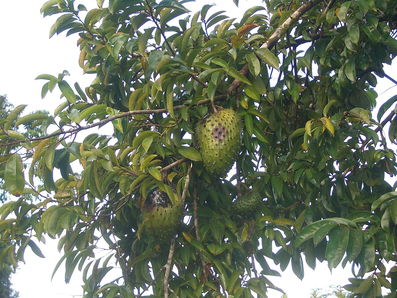 Soursop Tree – Tutti Frutti Nursery