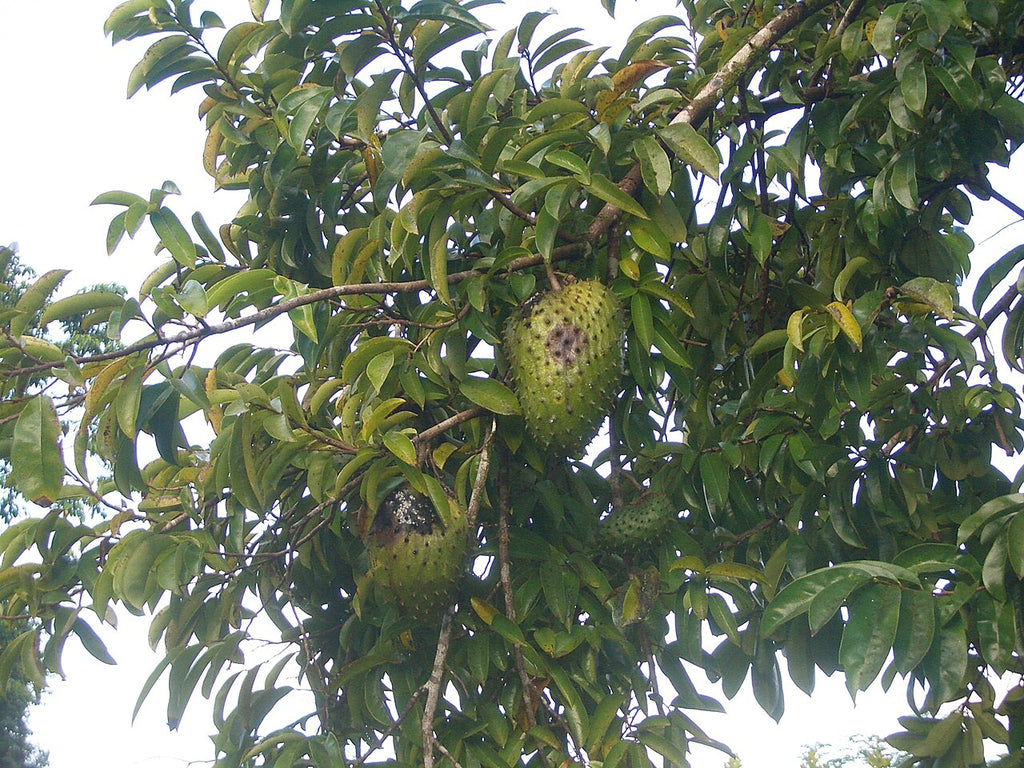 Soursop Tree