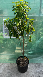 Soursop Tree
