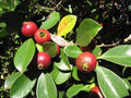 Strawberry Guava