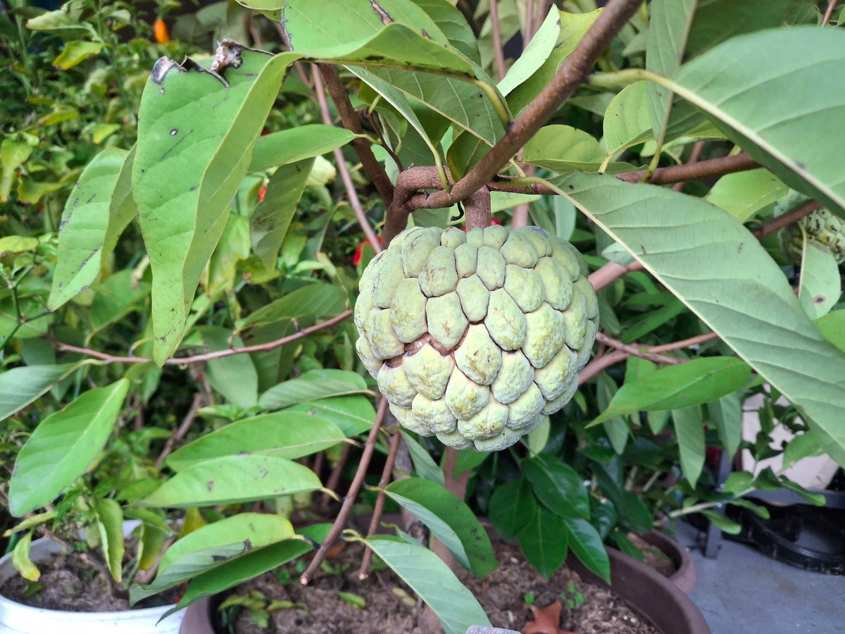Sugar Apple