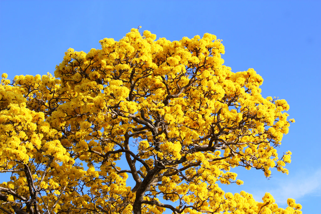 Yellow Tabebuia