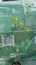Yellow Tabebuia