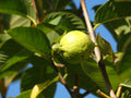 White Guava