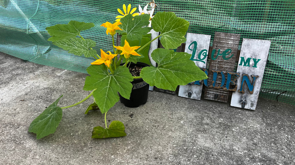 Zucchini